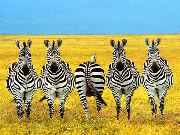 Contrarian Investors Psychology Zebra