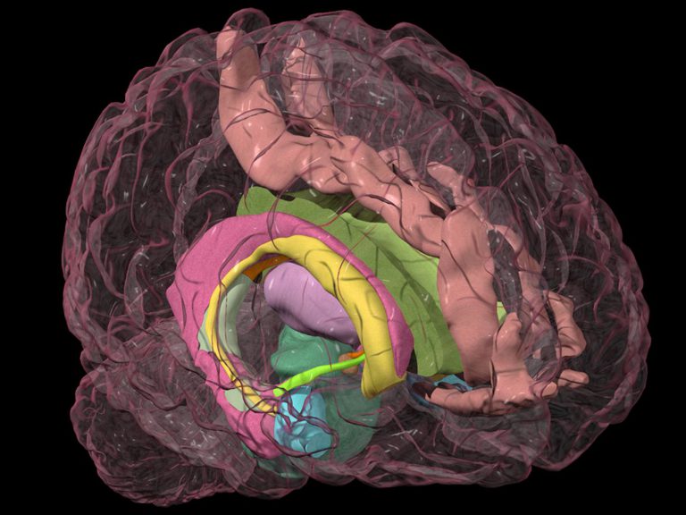 part of brain that controls emotion part of brain that controls emotion