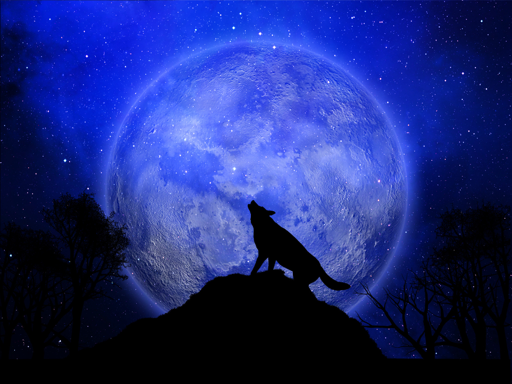 alpha wolf mentality
